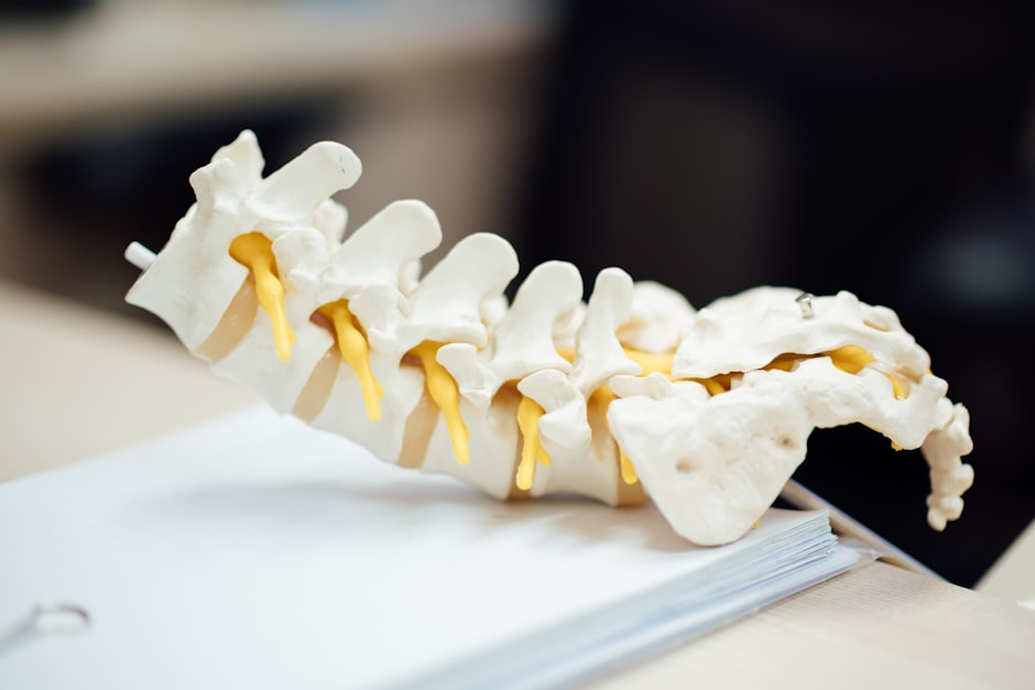 An anatomical model of the human spine used to plan spinal surgery